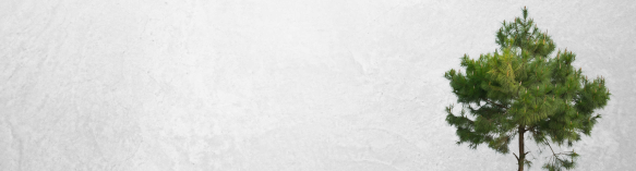 Aserríos Mademor S.A.S - Innovación Sostenible en Aserrios Mademor: Construyendo un Futuro Mejor - Somos una empresa dedicada a la excelencia, la sostenibilidad y la innovación en la industria maderera.