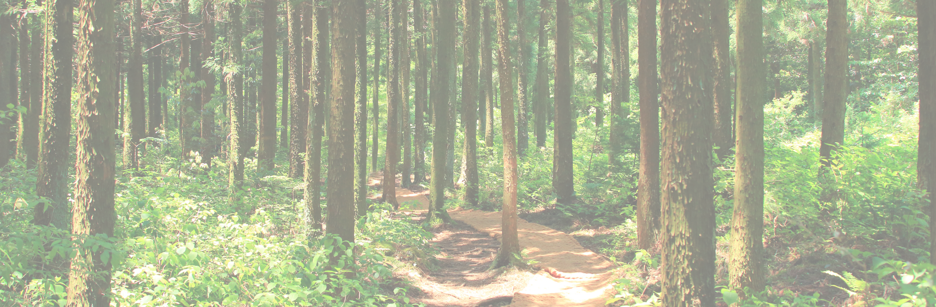 Aserríos Mademor S.A.S - Innovación Sostenible en Aserrios Mademor: Construyendo un Futuro Mejor - Somos una empresa dedicada a la excelencia, la sostenibilidad y la innovación en la industria maderera.