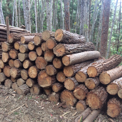 Aserríos Mademor S.A.S - Innovación Sostenible en Aserrios Mademor: Construyendo un Futuro Mejor - Somos una empresa dedicada a la excelencia, la sostenibilidad y la innovación en la industria maderera.